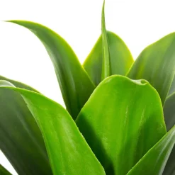 ATMOSPHERA Plante artificielle (H34 cm) Aloe vera Vert