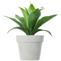 ATMOSPHERA Plante artificielle (H34 cm) Aloe vera Vert
